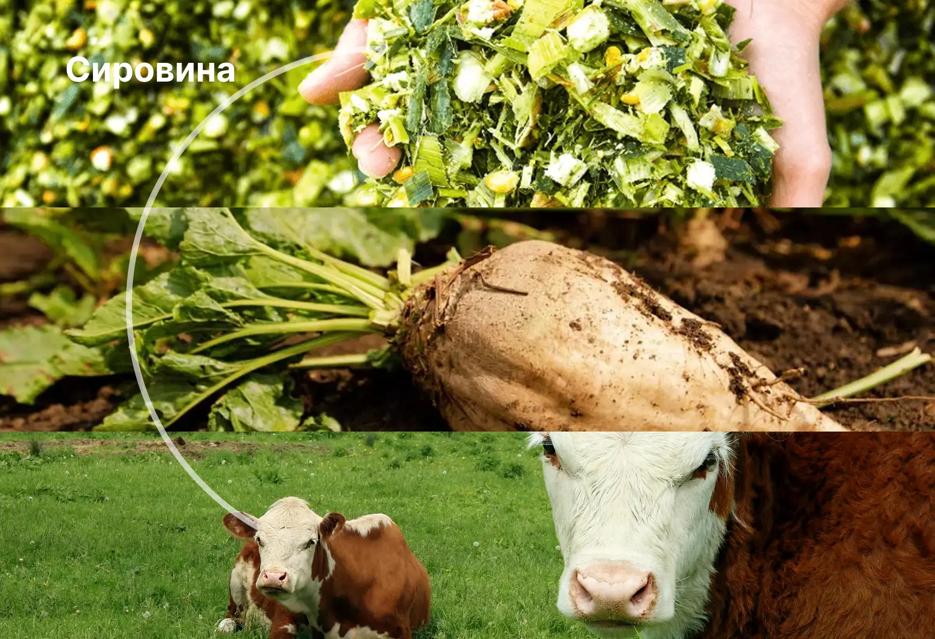Field after sustainable practices